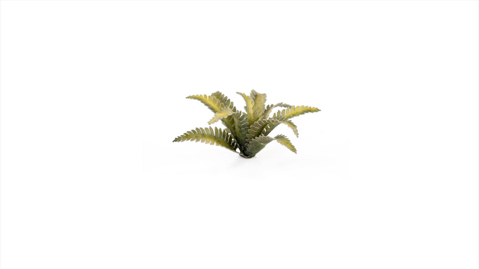 Deer Fern