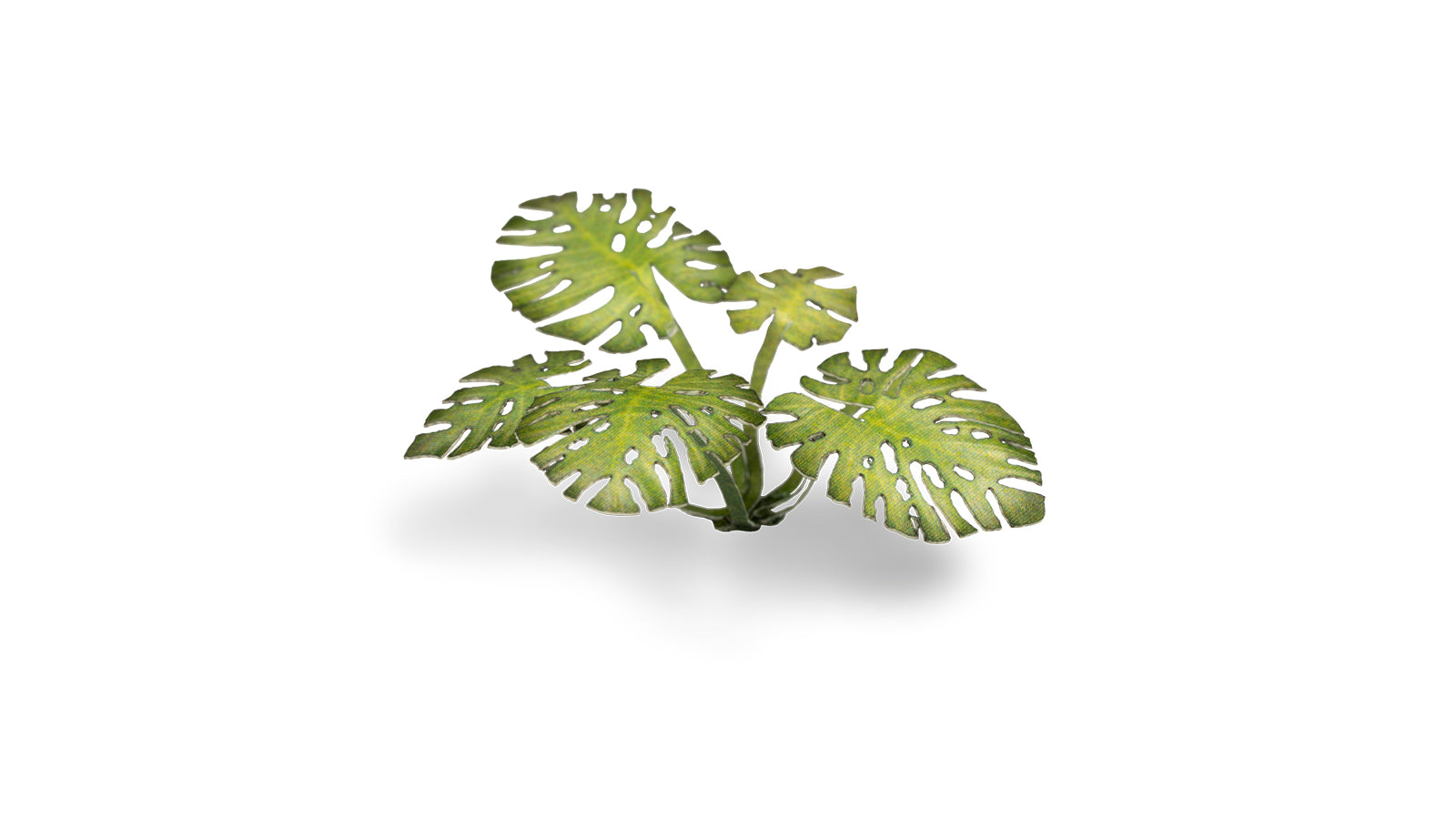 Monstera